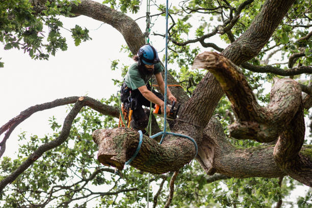 Tree and Shrub Care in Seymour, TX